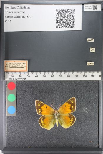 Media type: image;   Entomology 125440